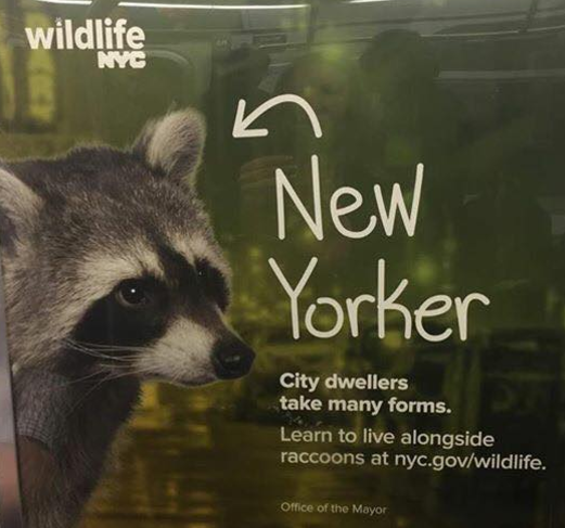 raccoon removal brooklyn