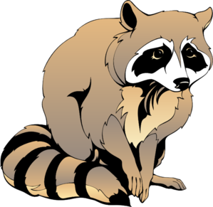 raccoon removal capture exterminate bay ridge brooklyn