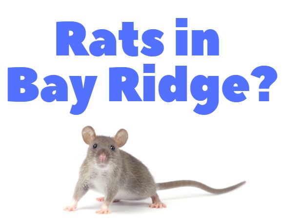 rats in Bay Ridge