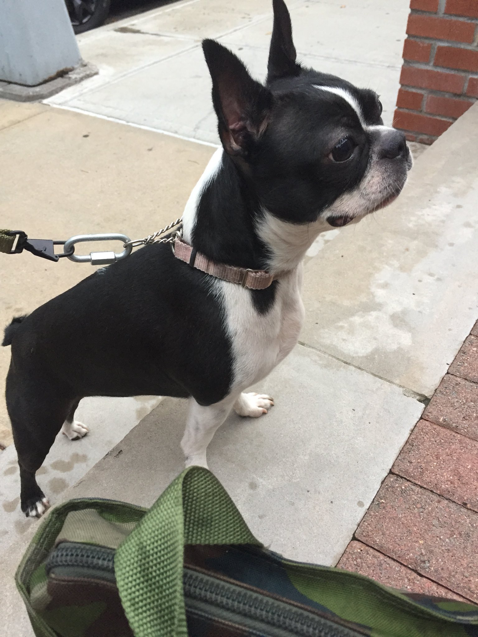 found boston terrier in Bay Ridge on August 18