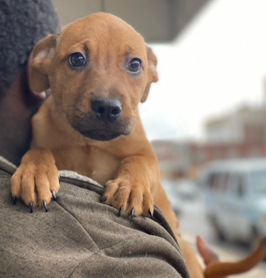 Adopt This Beautiful Dog in Brooklyn - Sean Casey Animal Rescue