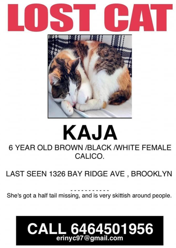 calico cat names calico cat names