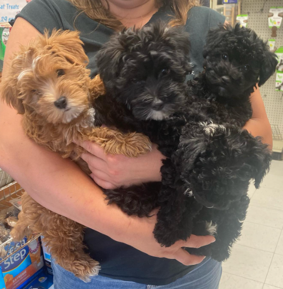 Yorkiepoo Puppies To Adopt in Brooklyn