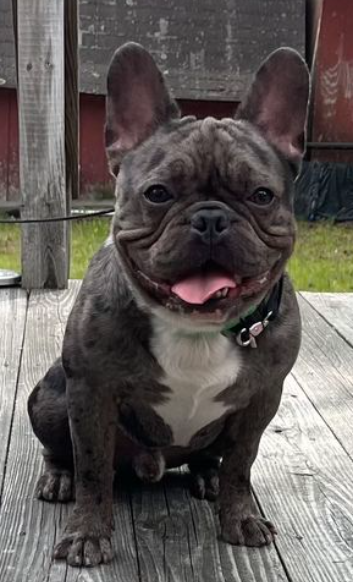 French Bulldog For Adoption Bklyn